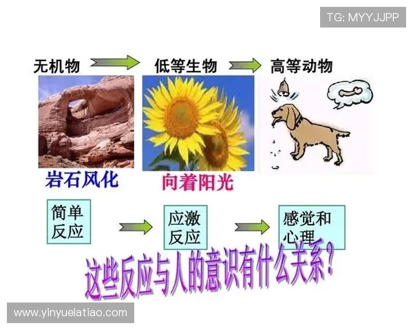 武汉网球队意识对比分析：从战术到心理的全面解读与探讨