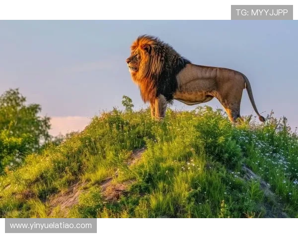 墨西哥老虎与美洲狮的生存之战谁能称霸野生动物界